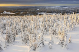 Aerial view over snow covered spruce trees on the taiga at sunset in winter, Riisitunturi National
