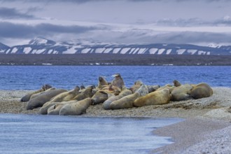 Atlantic walruses (Odobenus rosmarus) colony resting at terrestrial haulout, haul-out on beach