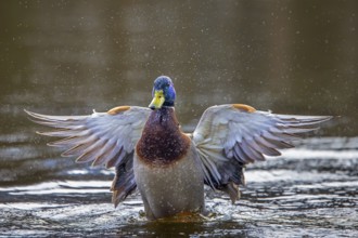 Mallard, wild duck (Anas platyrhynchos) adult male, drake flapping wings while swimming in pond in