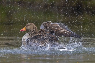 Greylag goose, graylag goose (Anser anser) bathing by splashing water with wings in pond in spring