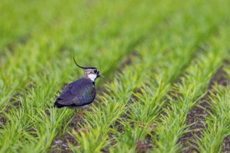 Northern lapwing (Vanellus vanellus) adult male in summer plumage foraging in field, grassland in
