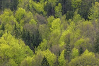 Aerial view over conifers and European beeches, common beech trees (Fagus sylvatica) showing canopy