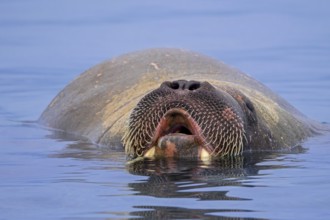 Walrus (Odobenus rosmarus) close-up of young male / bull showing whiskers while swimming in the