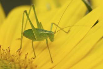Speckled bush cricket (Leptophyes punctatissima) adult insect on a garden Sunflower flower in the