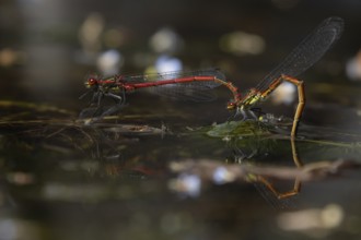 Large red damselfly (Pyrrhosoma nymphula) two adult insects mating on the water surface of a garden