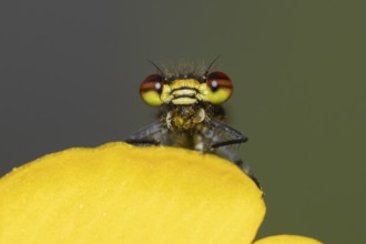 Large red damselfly (Pyrrhosoma nymphula) adult insect feeding on a fly on a garden yellow Kingcup