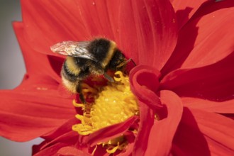 Buff tailed bumble bee (Bombus terrestris) adult insect feeding on garden Dahlia flower in the