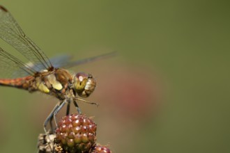 Common darter dragonfly (Sympetrum striolatum) adult insect resting on blackberries fruit in the