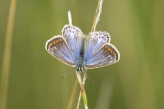 Common blue butterfly (Polyommatus icarus) adult insect resting on a grass stem in the summer,