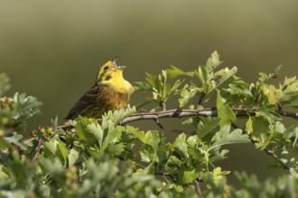 Yellowhammer (Emberiza citrinella) adult male bird singing in a hawthorn hedgerow in summer,