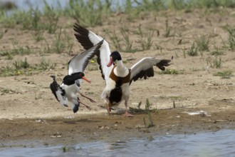 Eurasian oystercatcher (Haematopus ostralegus) adult wading bird fighting with a Shelduck (Tadorna