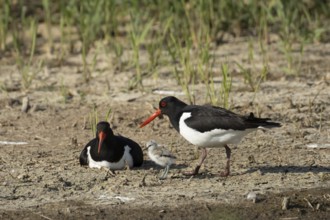 Eurasian oystercatcher (Haematopus ostralegus) two adult wading birds seemingly adopted a Pied