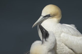 Northern gannet (Morus bassanus) adult parent bird and juvenile baby chick seabirds on a nest on a