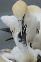 Northern gannet (Morus bassanus) adult parent bird feeding a juvenile baby chick seabird on a nest