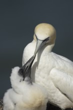 Northern gannet (Morus bassanus) adult parent bird and juvenile baby chick seabirds on a nest on a