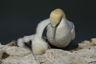 Northern gannet (Morus bassanus) adult parent bird and juvenile baby chick seabirds on a nest on a