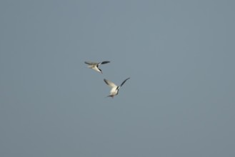 Common tern (Sterna hirundo) two adult birds displaying in flight in summer, England, United