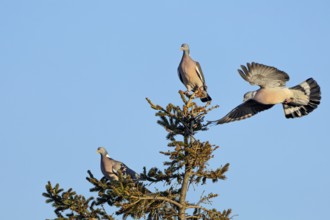 Wood pigeon (Columba palumbus) attacking an intruder, confrontation, courtship behaviour, aerial