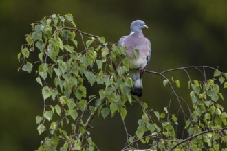 Wood pigeon (Columba palumbus) uses the branch of a birch tree as a perch, Germany