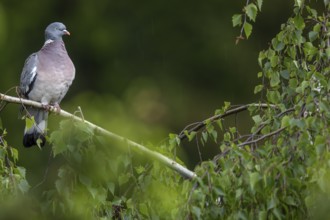 A wood pigeon (Columba palumbus) uses the branch of a birch tree as a perch, the first raindrops