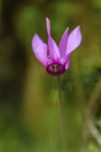 Delicate cyclamen blossom in Bad Reichenhall. Close-up of flowers on hiking trail in the Alps