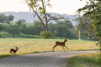Deer and fawn cross the forest trail at sunset
