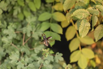 Stag beetle hovers in the trees of the Voralb at sunset