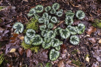 Early spring cyclamen (Cyclamen coum), Emsland, Lower Saxony, Germany