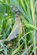 Hairy dragonfly (Brachytron pratense), freshly hatched animal on a reed stem with exuviae, Peene