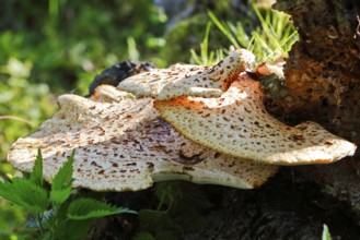 Scaly stem porling (Cerioporus squamosus) on dead wood, Peene Valley nature park Park,