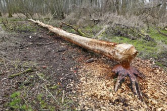 Beaver (Castor fibre), tree felled by a beaver, activities of a beaver, beaver cutting, Peene