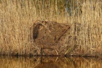 Beaver (Castor fibre), castle of a beaver on the banks of the Peene, dwelling of a beaver, Peene