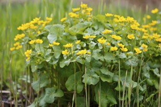 Marsh marigold (Caltha palustris), flowers in a wetland habitat, Peene Valley nature park Park,