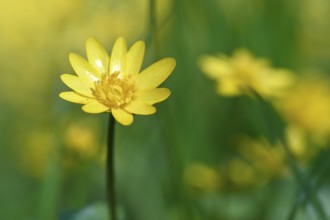 Lesser celandine (Ficaria verna, synonym: Ranunculus ficaria L.), flowers in a damp location, Peene