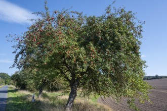 Apple tree (Malus) with ripe fruit on a village street, Othenstorf, Mecklenburg-Vorpommern, Germany