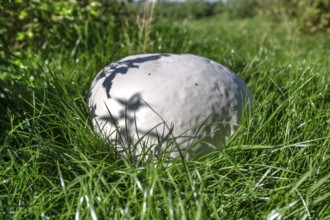 Giant bovist, approx. 50 cm in diameter, in a meadow, Mecklenburg-Western Pomerania, Germany