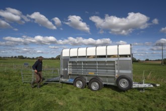 After loading the sheep, shepherd dismantles the ferch in the pasture, Rehna, Mecklenburg.