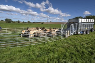 Sheep in Ferch in front of loading on pasture, Rehna, Mecklenburg-Western Pomerania, Germany