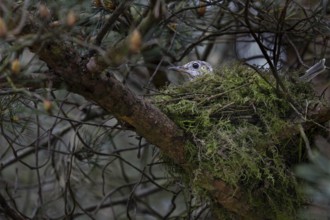 Mistle thrush (Turdus viscivorus) sits brooding on the clutch, nest, Denmark