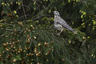 Mistle thrush (Turdus viscivorus) in its typical habitat, it is an inhabitant of coniferous