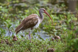 A bird with a long beak stands in a green, marshy environment near water, Snowy Ibis (Eudocimus