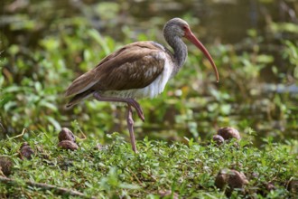 A bird stands on one leg in a lush green environment with a red beak, Snowy Ibis (Eudocimus albus),