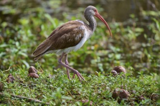 A bird with a long red beak roams a green, marshy landscape, Snowy Ibis (Eudocimus albus),
