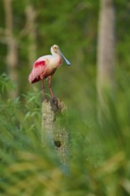 A roseate spoonbill with pink plumage on a tree trunk in green surroundings, roseate spoonbill