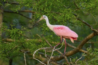 A roseate spoonbill with pink plumage stands on a branch in the dense jungle, Roseate spoonbill
