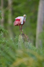 A Roseate Spoonbill stands quietly on a tree trunk in the green forest, Roseate Spoonbill (Ajaja