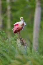 A Roseate Spoonbill sitting on a tree trunk surrounded by dense greenery, Roseate Spoonbill (Ajaja