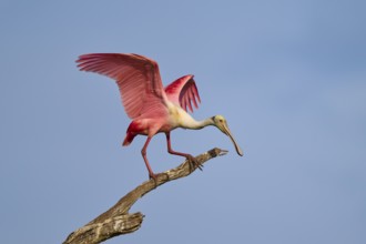 A Roseate Spoonbill with raised wings on a branch against the blue sky, Roseate Spoonbill (Ajaja