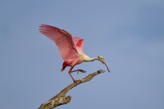 A roseate spoonbill with open wings standing on a branch, roseate spoonbill (Ajaja ajaja), Orlando