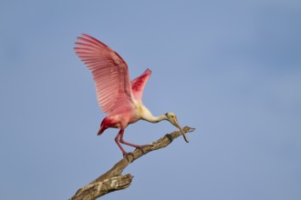 A roseate spoonbill with raised wings stands on a branch in front of a blue sky, roseate spoonbill
